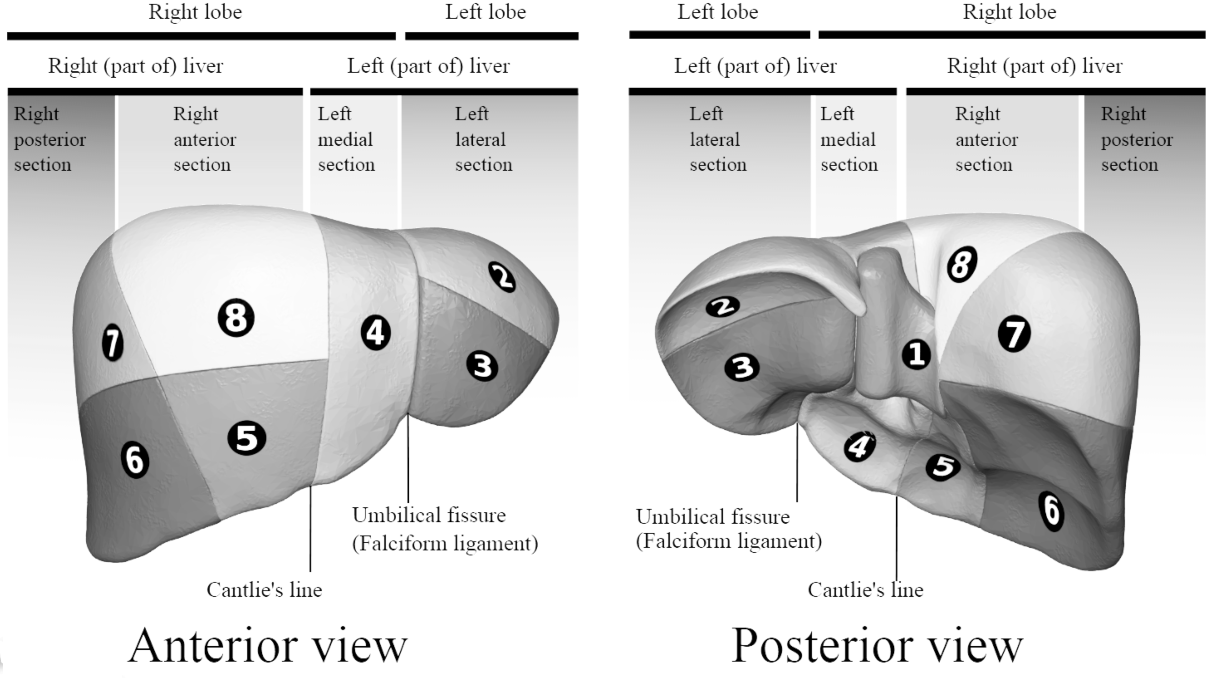 Karaciğer Segmentleri - Anatomi (Anterior ve Posterior)