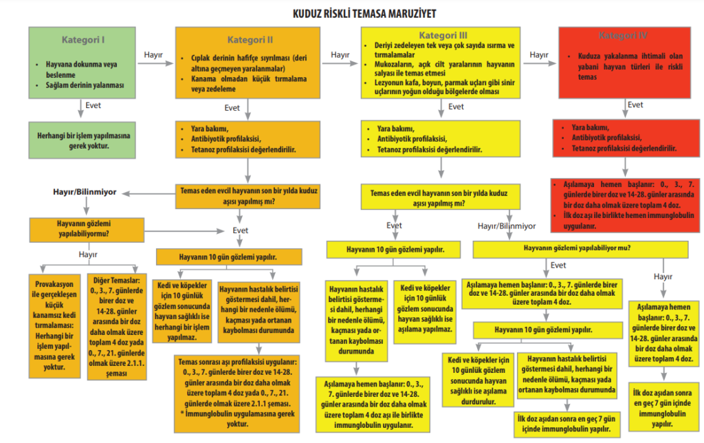Kuduz riskli temasta maruziyet algoritması