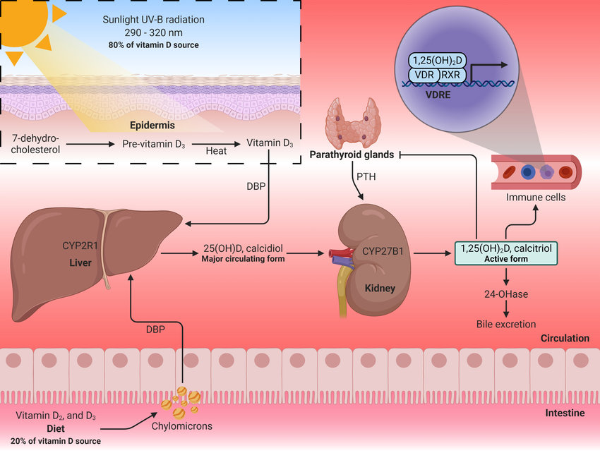 D vitamini üretim şeması